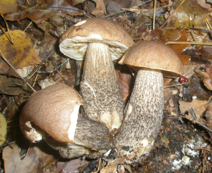 1_leccinum_scabrum_1.jpg