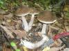 1_leccinum_variicolor_1_t1.jpg