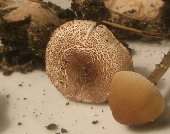 1_lepiota_castanea_1.jpg