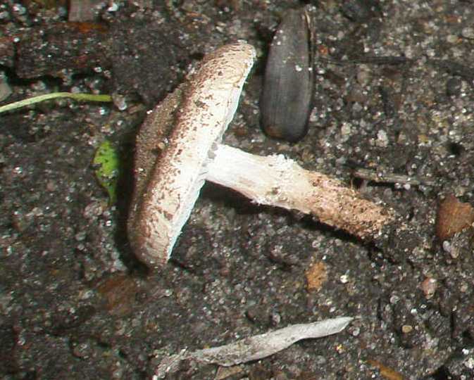 1_lepiota_castanea_1a.jpg