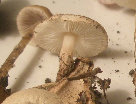 1_lepiota_castanea_1b.jpg