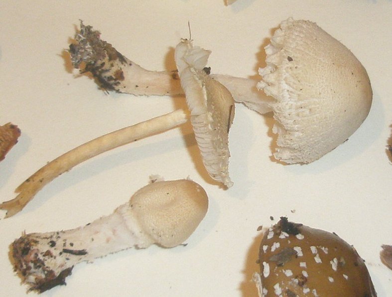 1_lepiota_clipeolaria_1b.jpg