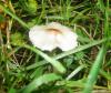 1_lepiota_cristata_1_t1.jpg