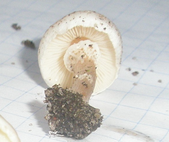 1_lepiota_cristata_2a.jpg
