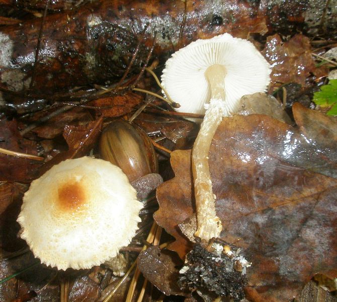 1_lepiota_cristata_3.jpg
