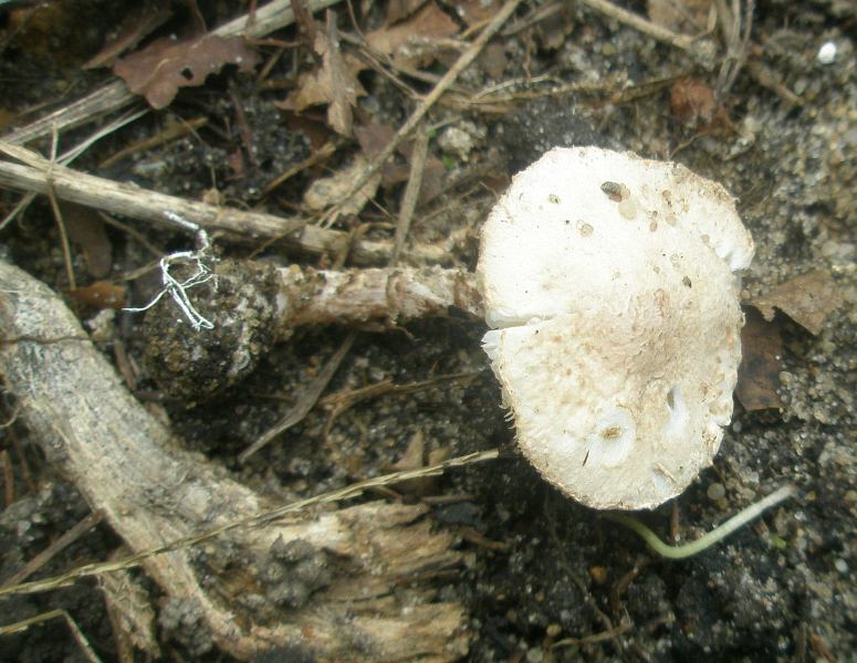 1_lepiota_sp_1.jpg