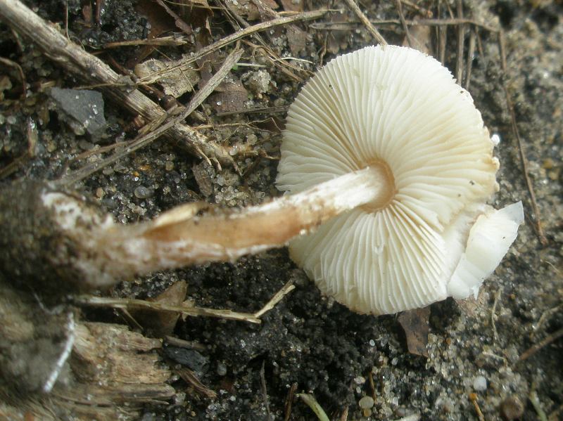 1_lepiota_sp_1a.jpg