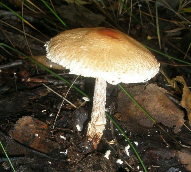 1_lepiota_ventriosospora_1.jpg