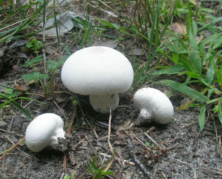 1_lycoperdon_sp.jpg