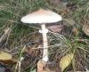 1_macrolepiota_mastoidea_1_t1.jpg