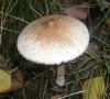 1_macrolepiota_mastoidea_1a_t1.jpg