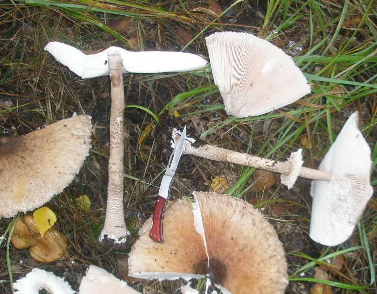1_macrolepiota_procera.jpg