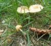 1_marasmius_oreades_1_t1.jpg