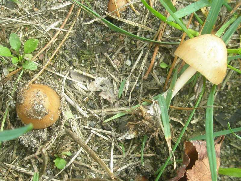 1_marasmius_oreades_1a.jpg