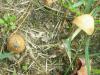 1_marasmius_oreades_1a_t1.jpg