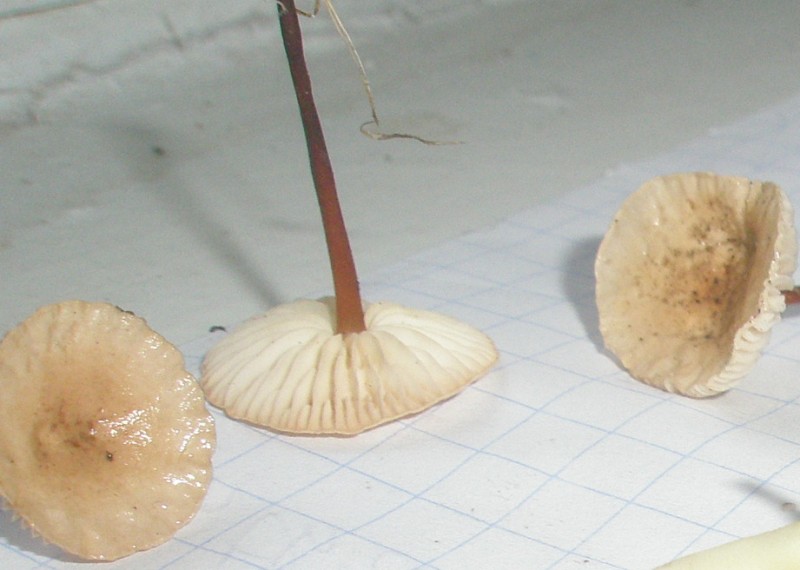 1_marasmius_scorodinus1.jpg