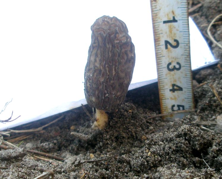 1_morchella_elata_1.jpg