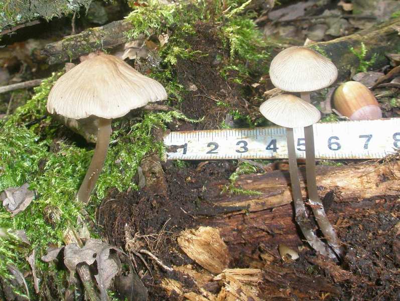 1_mycena_galericulata_1.jpg