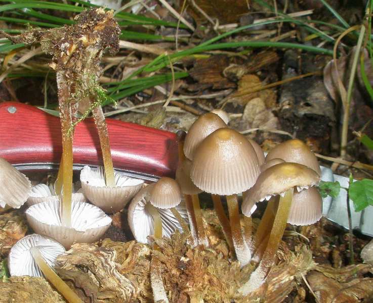 1_mycena_inclinata_1.jpg
