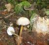 1_mycena_inclinata_sp1_t1.jpg
