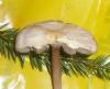 1_mycena_pelianthina_1a_t1.jpg