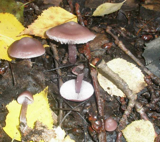 1_mycena_pura_3.jpg
