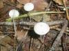 1_mycena_sp_1_t1.jpg