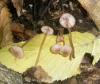 1_mycena_sp_1_t1_1.jpg