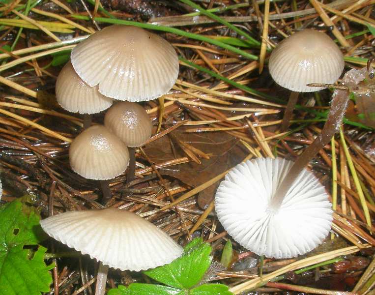 1_mycena_zephirus_1.jpg