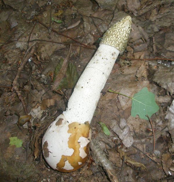 1_phallus_impudicus.jpg