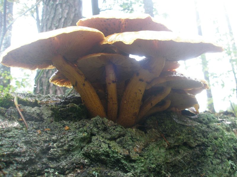 1_pholiota_albocrenulata_1a.jpg