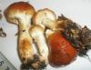 1_pholiota_lubrica_t1.jpg