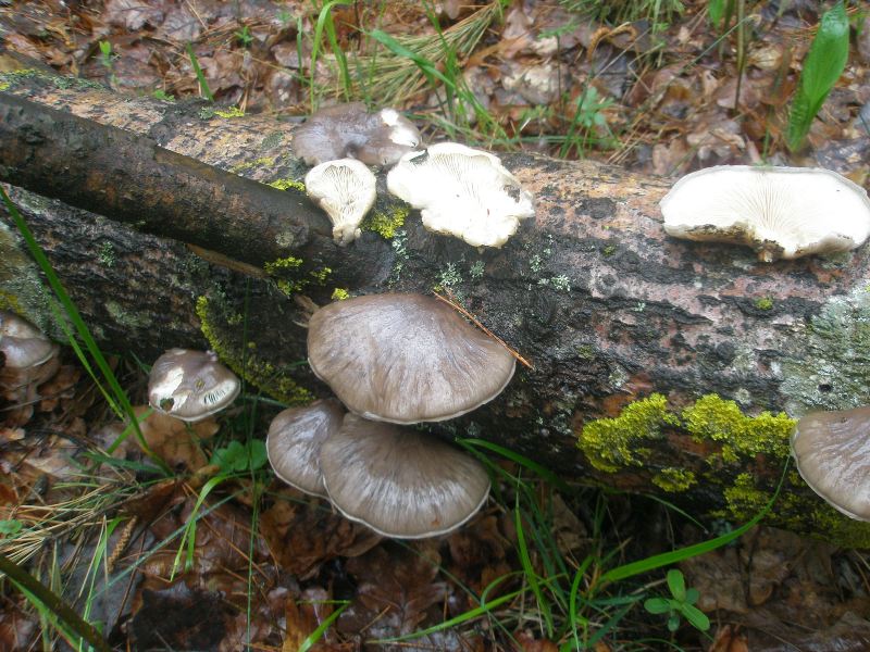 1_pleurotus_caliptratus_1.jpg