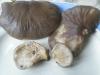1_pleurotus_caliptratus_1b_t1.jpg