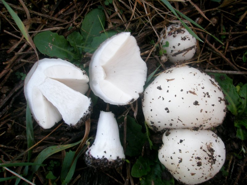 1_pluteus_petassatus.jpg