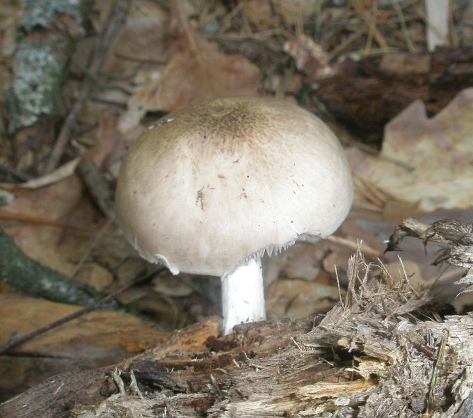 1_pluteus_sp_salicinus.jpg