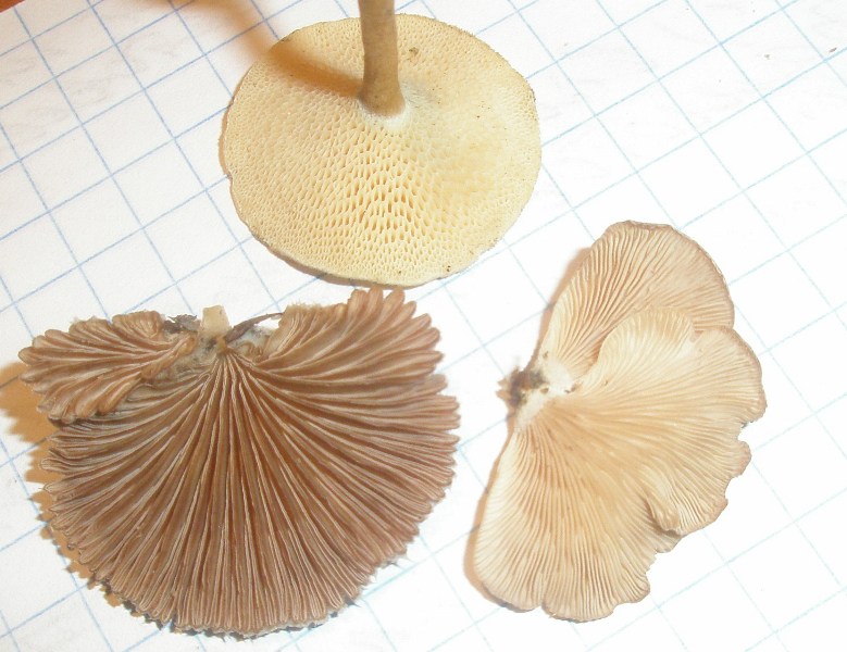1_polyporus_schizophyllum_crepidot.jpg