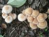 1_psathyrella_castanea_1a_t1.jpg