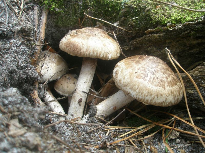 1_psathyrella_sp_caput-medusae_1.jpg