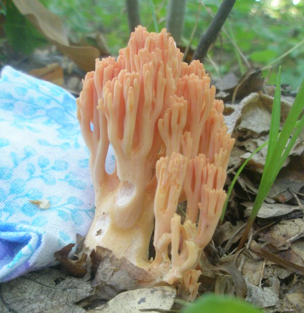 1_ramaria_sp_formosa_1a.jpg