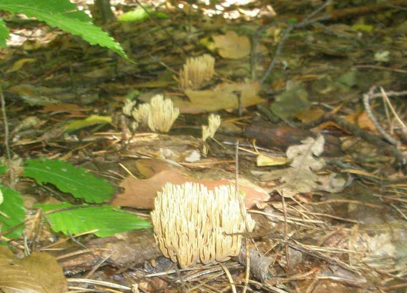 1_ramaria_stricta_1.jpg