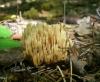 1_ramaria_stricta_1a_t1.jpg