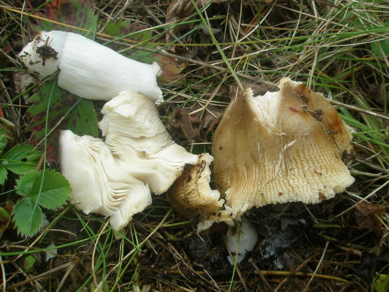 1_russula_consombrina.jpg
