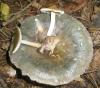 1_russula_cyanoxantha_2_collybia_inocybe_mycena_t1.jpg