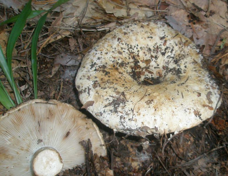 1_russula_delica_var_chloroides.jpg