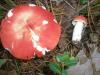 1_russula_emetica_1_t1.jpg