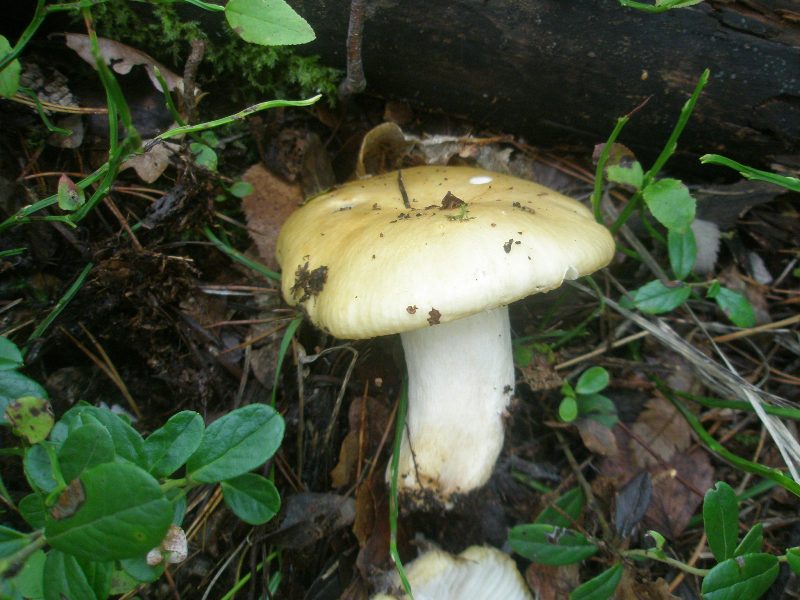 1_russula_fellea.jpg