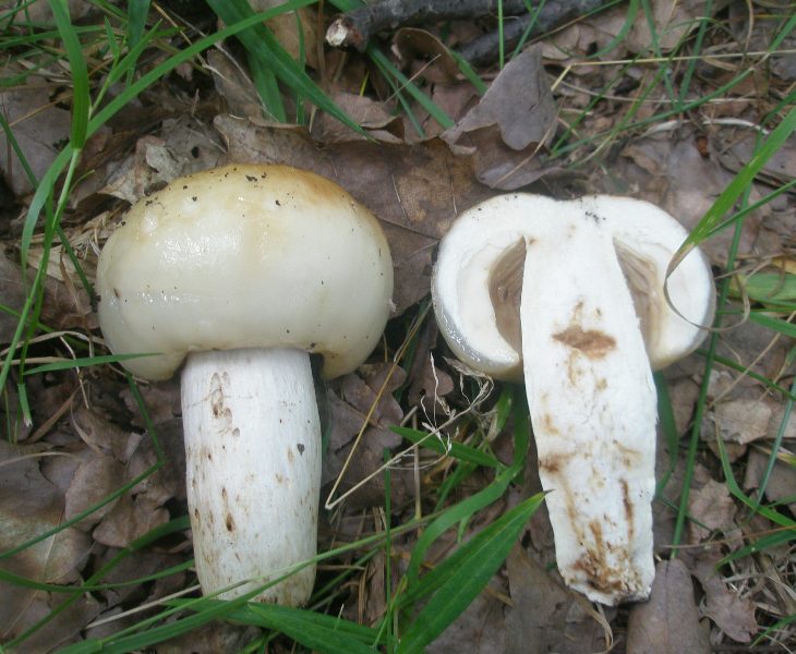 1_russula_foetens_1.jpg