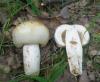 1_russula_foetens_1_t1.jpg