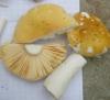 1_russula_lutea_t1.jpg